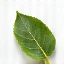 Natural Ingredients Icon